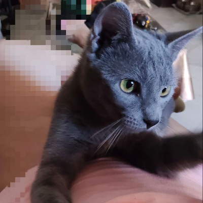 Mercury Cat