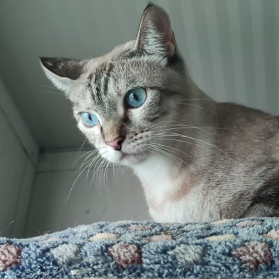 Foto de Mao cat