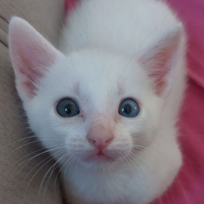 Anacardo