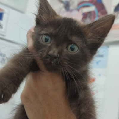 Mocca