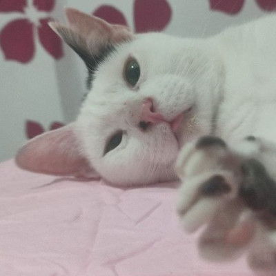Oscar
