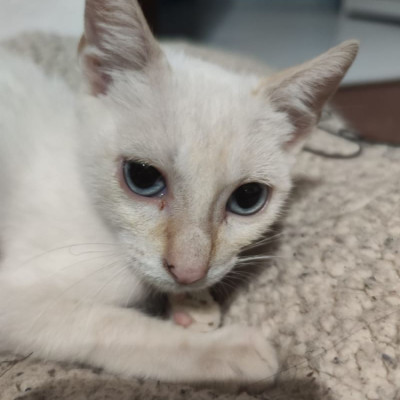Kéfir