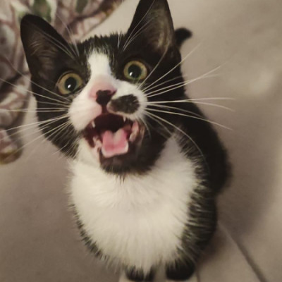 CASO URGENTE - SACHI